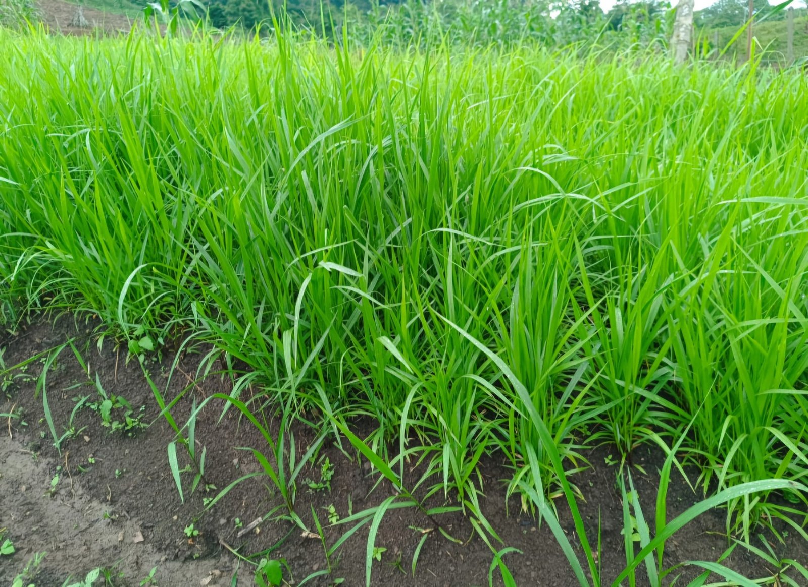 Marandu
